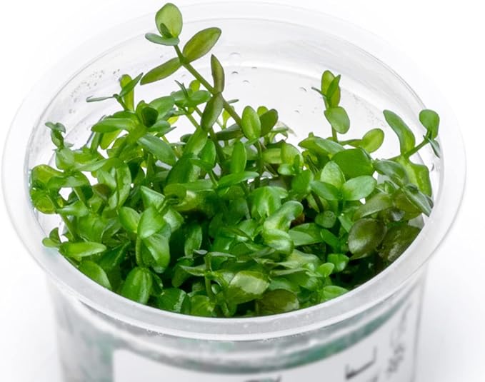 SubstrateSource Live Plant - Bacopa Caroliniana Red Tissue Culture Aquatic Live Aquarium Plant - 100% Snail Free in Vitro Cup (Bacopa Caroliniana Red)