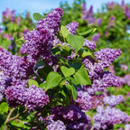 Live Old Fashion Lilac Plant, Live Lilac Bush 8-12 Inches Tall, Purple Fragrant Flowers, Well Rooted