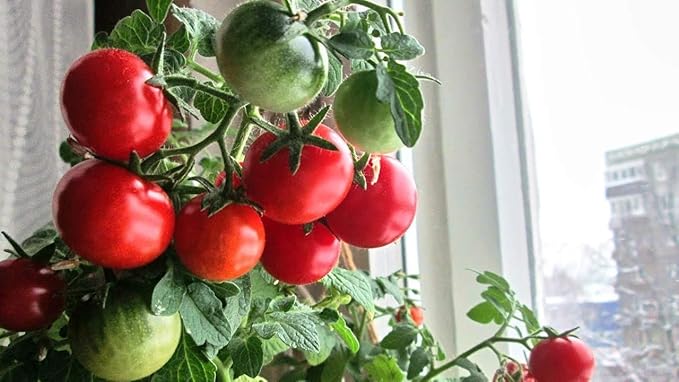 Dwarf Bush Cherry Tomatoes Seeds for Planting About 20 Seeds Indoor Tomato