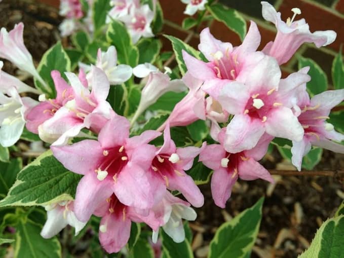 2 Variegated Weigela Shrubs - 6-12" Tall Live Plants - White, Green, Pink Flowering Bush - Weigela Florida 'Variegata' - (2 Pack)