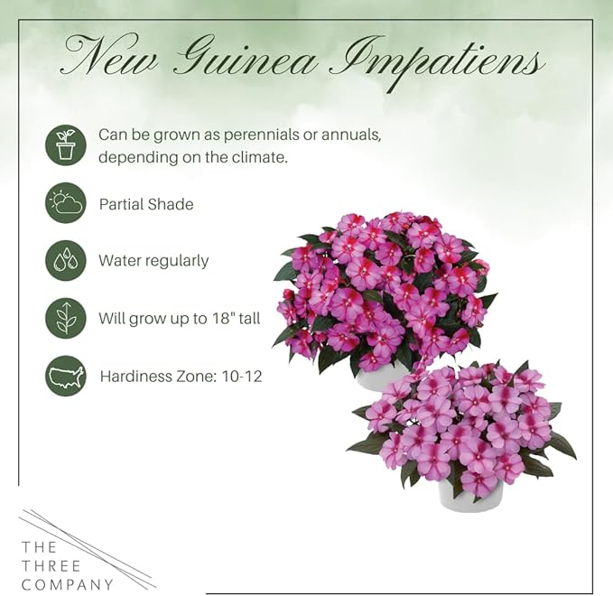 Live Flowering New Guinea Impatiens - Bicolor Pink (2 Plants Per Pack), Beautiful Shade Flowers, 12" Tall by 5" Wide in 1 Qt Pot