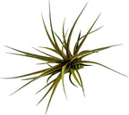 Air Plants - Flowering Tillandsia Stricta Large 5" - 2ct - Live Arrival Guaranteed - House Plants for Home Decor & Gift