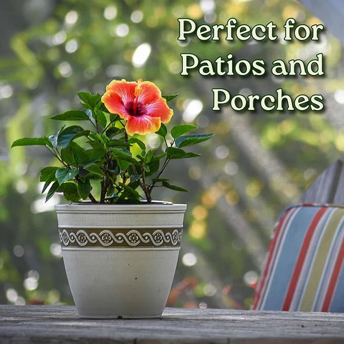 Fiesta Hibiscus Bush - Live Hibiscus Flowering Plant - Tropical Flower Plant - 1 Gallon Planter - Overall Height 10" to 14" - Tropical Plants of Florida