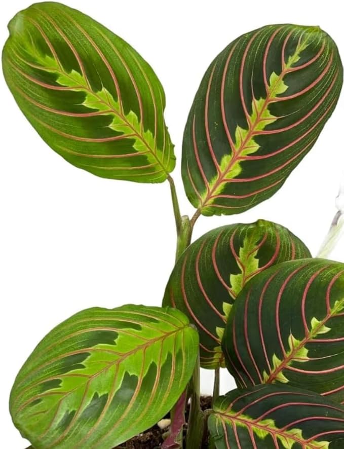 Red Prayer Plant, Red Maranta, Air Purifying, Pet-Friendly, Gorgeous Live Indoor Plant, Easy to Care and Rare Variety 4 inch Pot (Heat Pack Included)