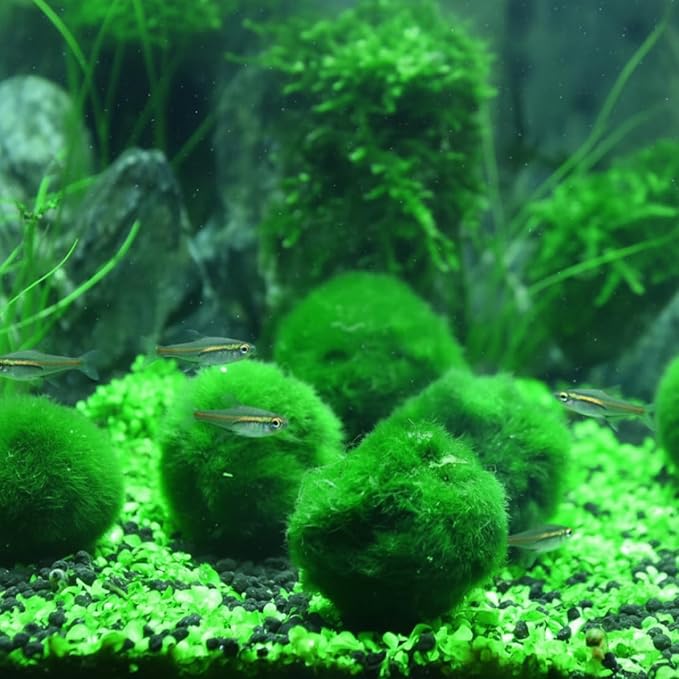 Plantas Naturales, 4-Pack Live Marimo Moss Balls, 2.7-2.9cm After Soaking - Natural Aquarium Plants for Fish Tank Decor & Ecological Bottles, Marimo Planta Viva