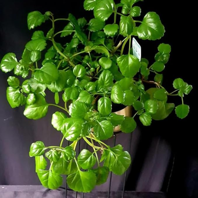 2 Green Swedish Ivy Plants Live for Planting, Plectranthus Swedish Ivy Herb Live Starter Plants, Swedish Ivy Mint Plant Hanging Basket Houseplant