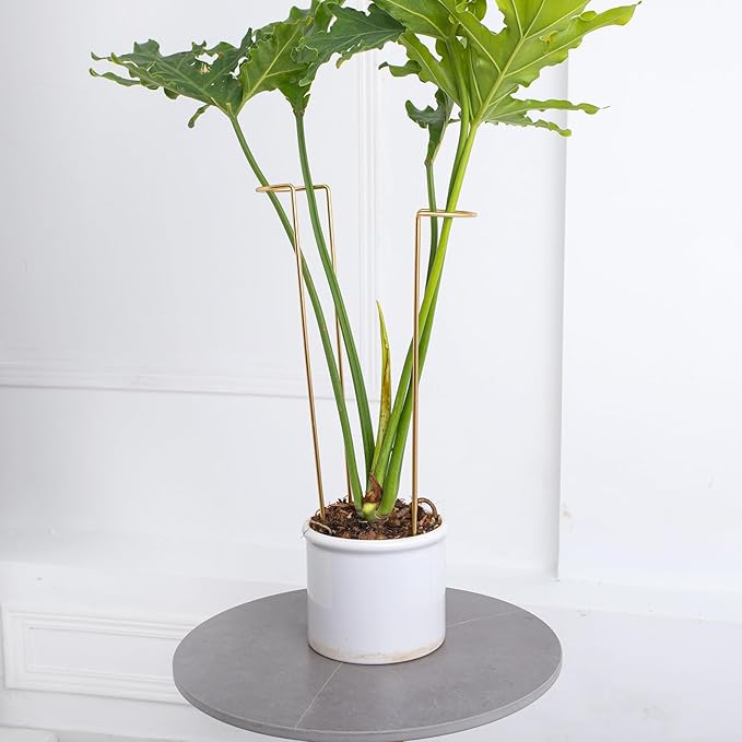 10-Pack Large Indoor Plant Stakes - 15.5-Inch Heavy Duty Metal Supports for Monstera and Outdoor Plants | Ideal for Supporting Tall Plants & Enhancing Garden Displays |