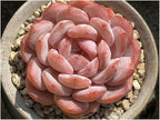 100pcs Mixed Colorful Succulents Seeds Succulent Plants Rare Living Stones Plants Cactus Home Plant