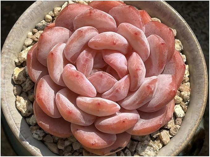 100pcs Mixed Colorful Succulents Seeds Succulent Plants Rare Living Stones Plants Cactus Home Plant