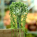 String of Pearls Plant Live, Succulent Trailing Vine, Indoor Houseplant Live in Pot