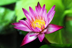 30 Mixed Miniature Water Lily & Lotus Seeds Vibrant Blooms for Bowls & Ponds Non-GMO, Indoor/Outdoor Water Garden in a Bowl or Pond