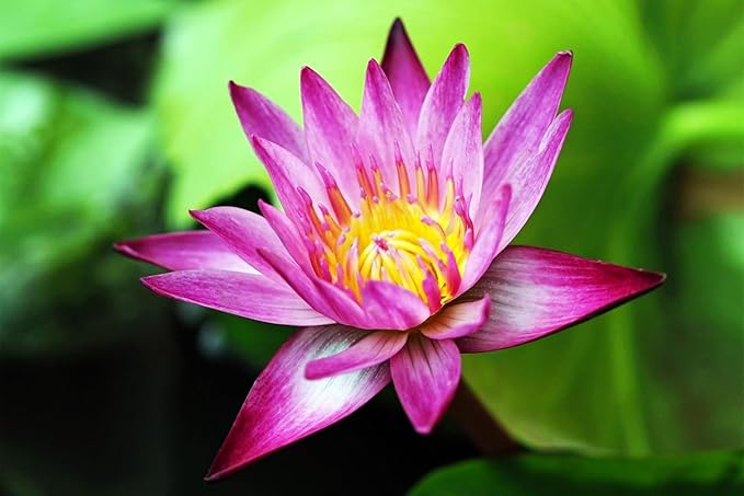 30 Mixed Miniature Water Lily & Lotus Seeds Vibrant Blooms for Bowls & Ponds Non-GMO, Indoor/Outdoor Water Garden in a Bowl or Pond
