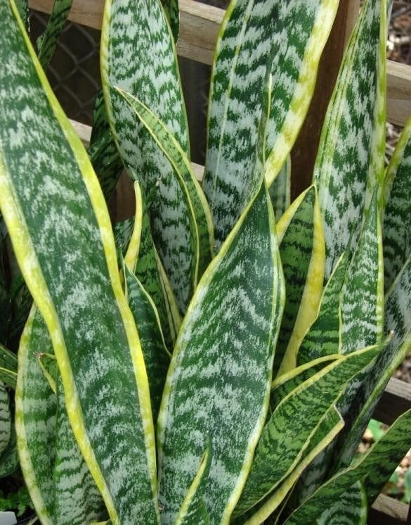 RedCrocus Zeylanica Snake Plant Sansevieria trifasciata 'Zeylanica' Indoor-Outdoor| Low Maintenance, Pet-Friendly, Variegated Foliage, Easy Care, Drought Tolerant, Air Purifier 10" Pot