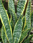 RedCrocus Zeylanica Snake Plant Sansevieria trifasciata 'Zeylanica' Indoor-Outdoor| Low Maintenance, Pet-Friendly, Variegated Foliage, Easy Care, Drought Tolerant, Air Purifier 10" Pot