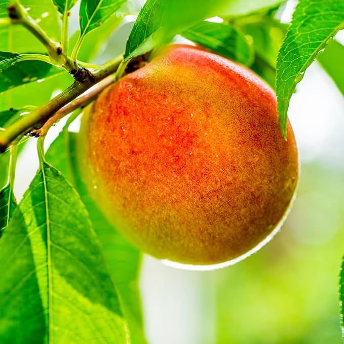 Peach Tree Live Plant, Up to 2 Ft Tall, Sweet Peach Fruit Tree for Outdoor Garden and Patio Growing Spring Planting, No Pot (Rare)