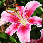 Complete Flower Bulb Garden - 75 Bulbs for 50 Days of Continuous Blooms (Summer Color from July Through October) - Easy to Grow Summer Planting Bulbs by Willard & May