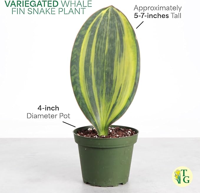 Thorsen's Greenhouse Live Variegated Whale Fin Snake Plant, Low Light, Collector Houseplant, 4-inch Diameter Mature Plant (White)