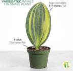 Thorsen's Greenhouse Live Variegated Whale Fin Snake Plant, Low Light, Collector Houseplant, 4-inch Diameter Mature Plant (Coffee)