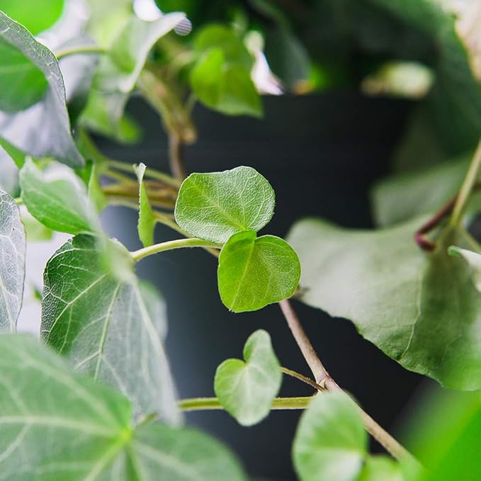 PERFECT PLANTS Green English Ivy | Hedera Helix | Easy Care Houseplant | Perfect for Moderate to Bright Light Conditions, 6 in Grower's Pot, | Air Purifying, 6in. Grower's Pot