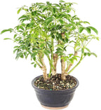 Brussel's Bonsai Live Hawaiian Umbrella Indoor Bonsai Tree - 3 Years Old; 7" to 10" Tall with Decorative Container
