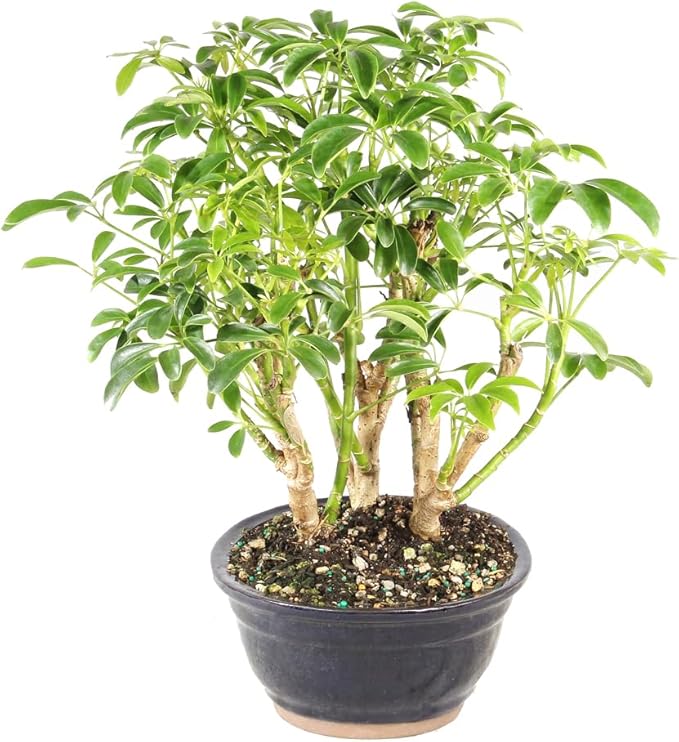Brussel's Bonsai Live Hawaiian Umbrella Indoor Bonsai Tree - 3 Years Old; 7" to 10" Tall with Decorative Container