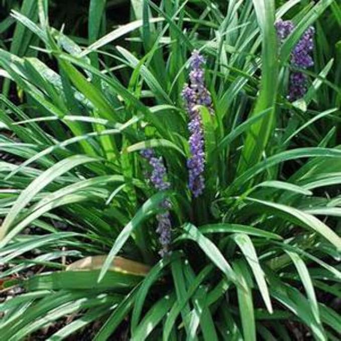 Perennial Farm Marketplace Liriope muscari ‘Royal Purple’ (Lilyturf) Live Plant, Size-4" Pot, Deep Purple Late Summer Flowers