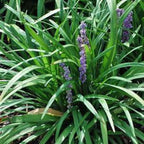 Perennial Farm Marketplace Liriope muscari ‘Royal Purple’ (Lilyturf) Live Plant, Size-4" Pot, Deep Purple Late Summer Flowers