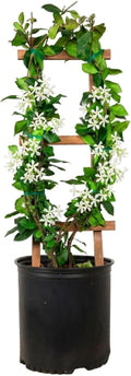 Star Jasmine 'Large Leaf' (2.5 Gallon) Aromatic White Blooming Evergreen Vine - Full Sun Live Outdoor Plant