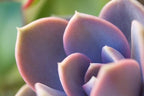 Pink Echeveria 'Perle von Nurnberg' - Elegant Succulent with Pastel Tones - Drought-Tolerant and Low Maintenance Indoor/Outdoor Plant