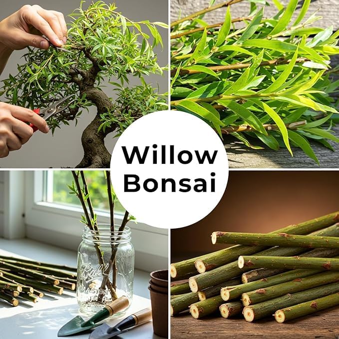 Dwarf Weeping Willow Bonsai Tree Cutting to Grow – Live Indoor Plant for Home & Office Décor | Hand-Trained Miniature Tree with Elegant Cascading Branches - Bonsai Material