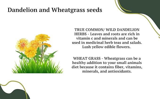 Premium Dandelion Seeds for Planting and Wheatgrass for Growing Cat Grass for Indoor cat, Kit Mix for Bearded Dragons, Tortoises, Guinea Pig Treats, Gerbil, Hamster and Chinchilla Food