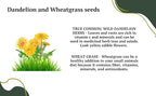 Premium Dandelion Seeds for Planting and Wheatgrass for Growing Cat Grass for Indoor cat, Kit Mix for Bearded Dragons, Tortoises, Guinea Pig Treats, Gerbil, Hamster and Chinchilla Food