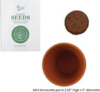BUZZY Seeds Holiday Mini Spruce Kit 12-Pack – Terracotta Pots with Bear, Penguin, and Snowman Designs, All-in-One Tree Seed Starter Set, Stocking Stuffer, Party Favor