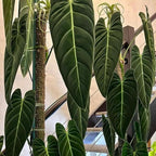 Melanochrysum Philodendron Plant Live, Rare Tropical Variegated Live Indoor Houseplant, Starter Plants No Pot, 5-9" in Tall
