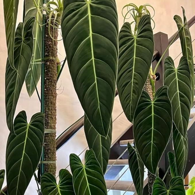 Melanochrysum Philodendron Plant Live Indoor, 5-9" No Pot, Tropical House Plant for Indoor, 5-9" No Pot Home Décor Houseplants