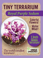 Unique Gardener Tiny Terrarium Plant Seeds 4 Variety Pack, DIY Indoor Succulents and Live Plants for Home or Garden Planting, Assorted Sedum Pack