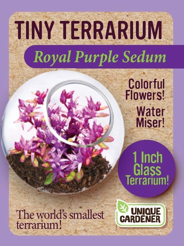 Unique Gardener Tiny Terrarium Plant Seeds 4 Variety Pack, DIY Indoor Succulents and Live Plants for Home or Garden Planting, Assorted Sedum Pack