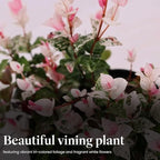 American Plant Exchange Snow & Summer Jasmine – 6-Inch with Pot – Live Fragrant Flowering Climbing Vine, Ideal for Trellises, Garden Beds, or Patio Decor