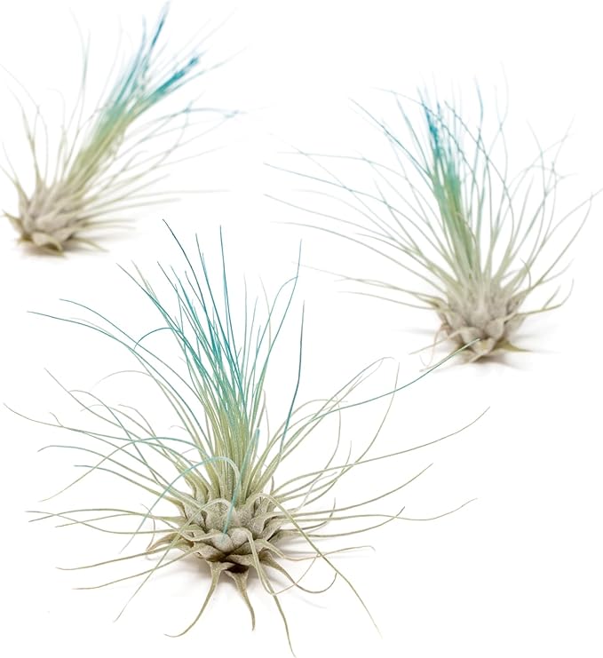 Teal Blue Colorful Tillandsia Air Plants - Long Lasting Color Enhanced Live Tillandsia Succulent House Plants - Home and Garden Decor - Easy Care Indoor and Outdoor (Argentea Thin, Single)