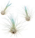Teal Blue Colorful Tillandsia Air Plants - Long Lasting Color Enhanced Live Tillandsia Succulent House Plants - Home and Garden Decor - Easy Care Indoor and Outdoor (Argentea Thin, Pack of 3)