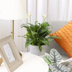 Spathiphyllum Green Peace Lily (6 inch) - Lucky Houseplants - 4/6 inch Unique Live Decorative Houseplants - Easy to Care Indoor Plants, Perfect for Office, Home & Feng Shui Decor