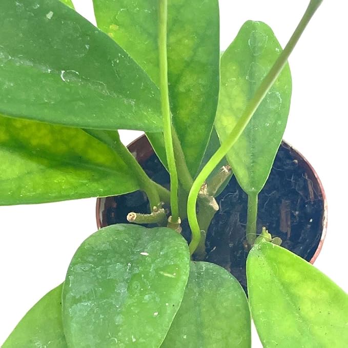 BubbleBlooms Hoya Pubicalyx in a 2 inch Pot, Live Rooted Potted Wax Plant