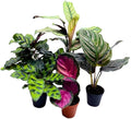 BubbleBlooms Calathea Assortment, 2 inch Set of 5, Peacock Prayer Plant Set Regal Indoor Foliage