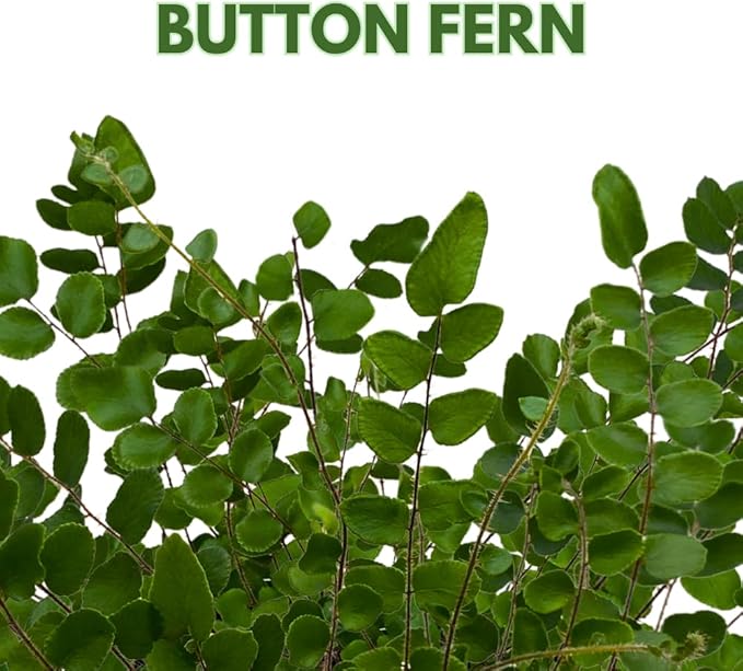 BubbleBlooms Button Fern in a 4 inch Pot Pellaea rotundifolia