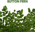 BubbleBlooms Button Fern in a 4 inch Pot Pellaea rotundifolia