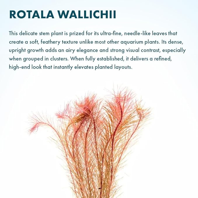 SubstrateSource Live Aquarium Red Stem Plants - Freshwater Aquatic Plant for Fish Tanks, Aquascaping - (Rotala Wallichii, 1 Bunch)