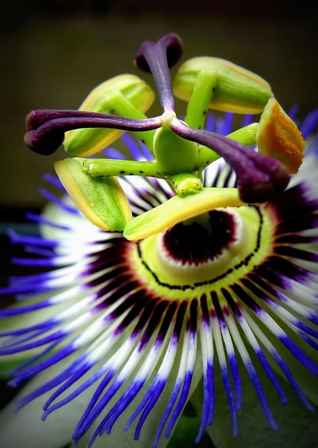 Blue Caerulea Passiflora (Passion Flower) Live Plant | 5-9" Tall | Hardy Zone 6-9 | Fast-Growing Indoor/Outdoor Climbing Vine for Trellis & Patio | Exotic Butterfly Attractor