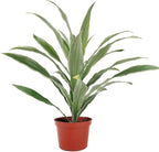 Dracaena 'Warneckii White Jewel' (4 inch) - Air-Purifying Houseplants - 4/6 inch Unique Live Decorative Houseplants - Low-Maintenance Indoor Plants, House Warming Gift, Natural Air Purifier