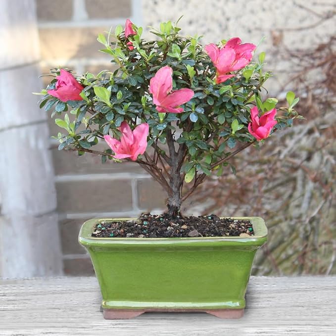 Brussel's Bonsai - Live Satsuki Azalea Flowering Bonsai Tree in Ceramic Bonsai Pot, Outdoor Bonsai Tree Live Plant, 5 Years Old, 5-8 Inches Tall, Easy Care Plant for Patio Garden (Small)