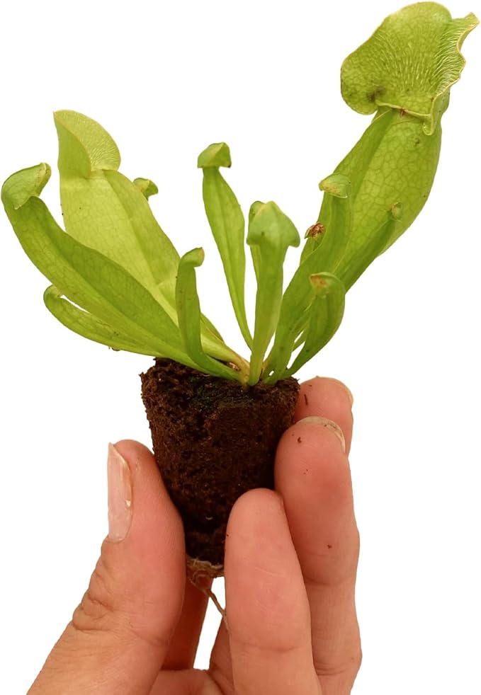 ragnaroc Sarracenia Purpurea SSP. Venosa 2-4" (Purple Pitcher Plant) 2ct – Live Plant for Indoor Outdoor Use, Carnivorous Plants – Live Arrival Guaranteed